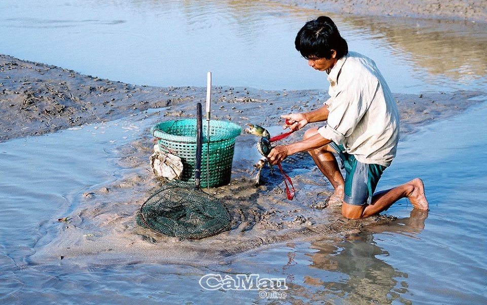 Cà Mau - Ðệ nhất cua biển