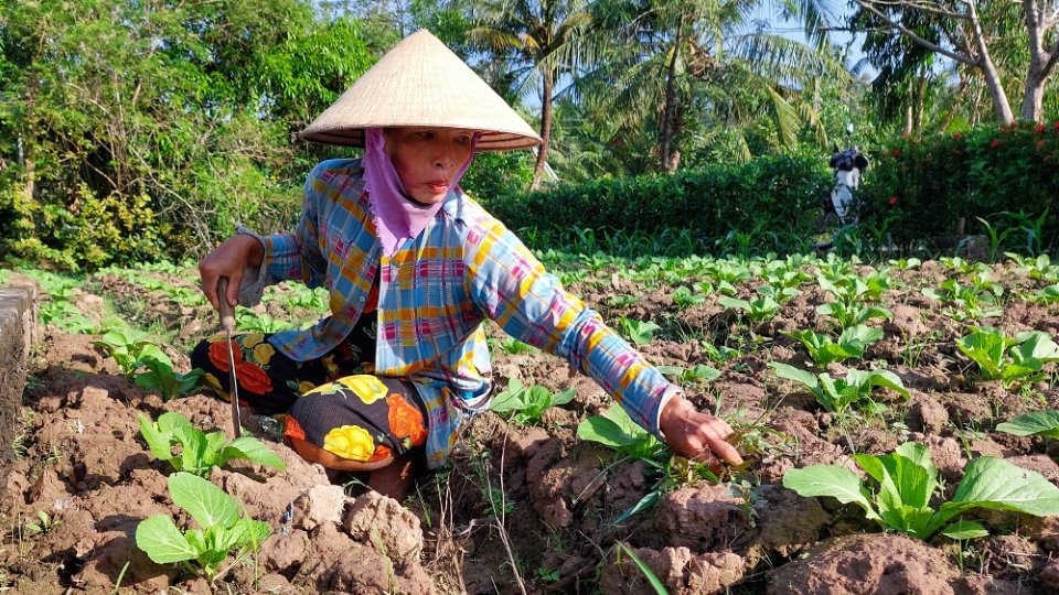 Cà Mau: Hy vọng mùa cải tùa xại