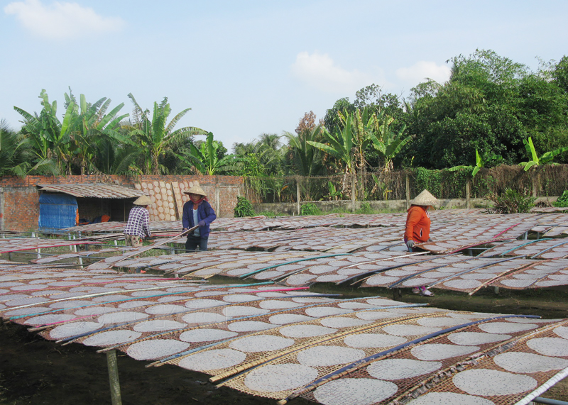 Nhân công lò bánh tráng Bảy Lan (ấp Nghĩa Huấn, xã Mỹ Thạnh - Giồng Trôm) phơi bánh tráng.