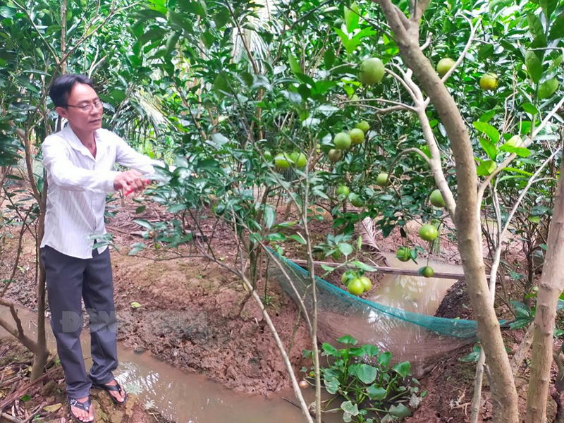 Nông dân huyện Giồng Trôm chăm sóc vườn cam. Ảnh: CTV