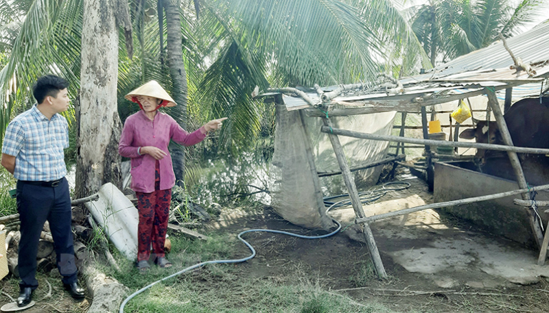 Hộ bà Nguyễn Thị Rê, ấp Thạnh An có cuộc sống ổn định hơn nhờ mô hình nuôi bò sinh sản.