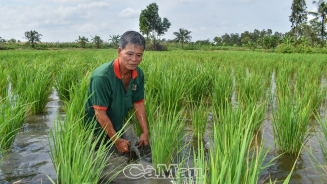 Cà Mau: Cây lúa trở lại trên đất nuôi tôm