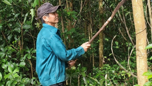 Đà Nẵng: Làm giàu từ rừng