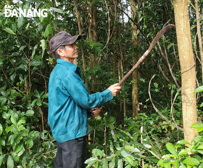 Đà Nẵng: Làm giàu từ rừng