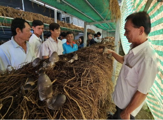 Cần Thơ: Hỗ trợ, hướng dẫn nông dân phát triển mô hình trồng nấm rơm