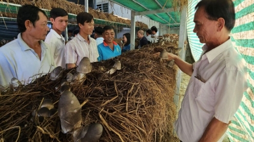 Cần Thơ: Hỗ trợ, hướng dẫn nông dân phát triển mô hình trồng nấm rơm