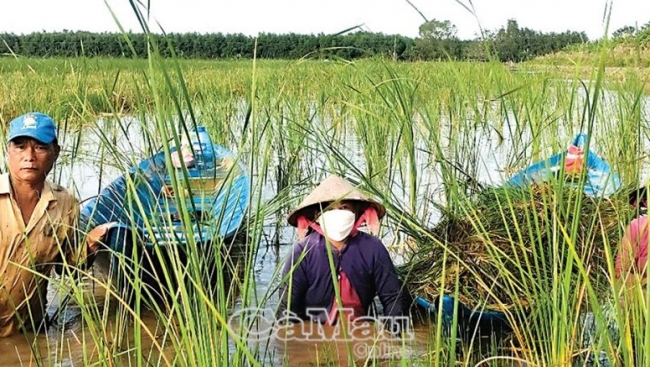 Cà Mau: Giữ thương hiệu cá đồng xứ U Minh