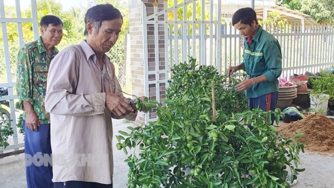 Bến Tre: Tắc kiểng Hòa Khánh vào mùa