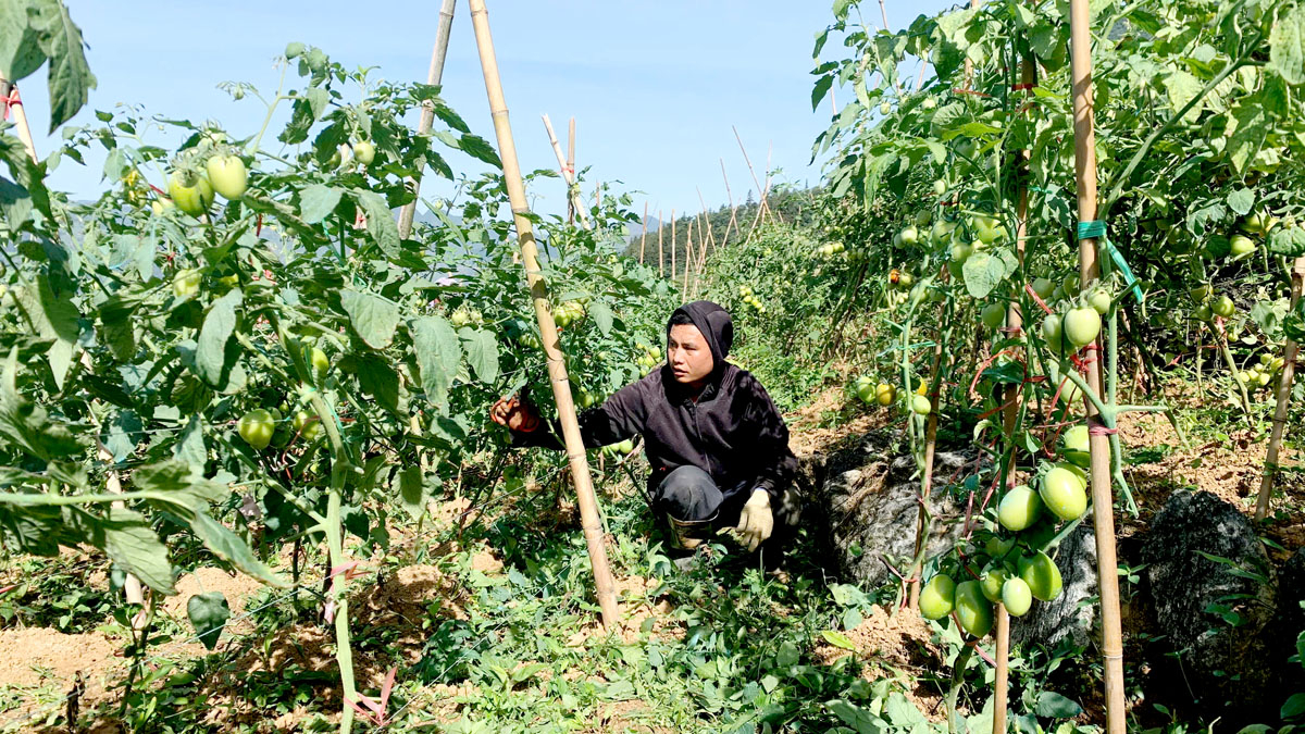 Hà Giang: Khởi sắc trên vùng đất biên cương Nghĩa Thuận