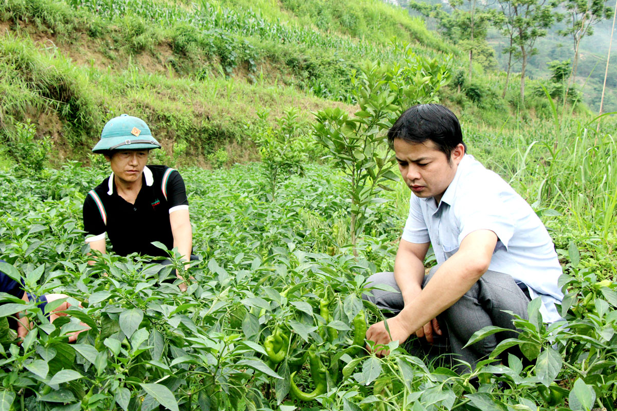 Hà Giang: Khởi sắc trên vùng đất biên cương Nghĩa Thuận