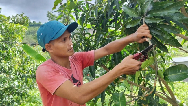 Khánh Hòa: Cây ăn quả “bén rễ” trên đất khó Sơn Tân