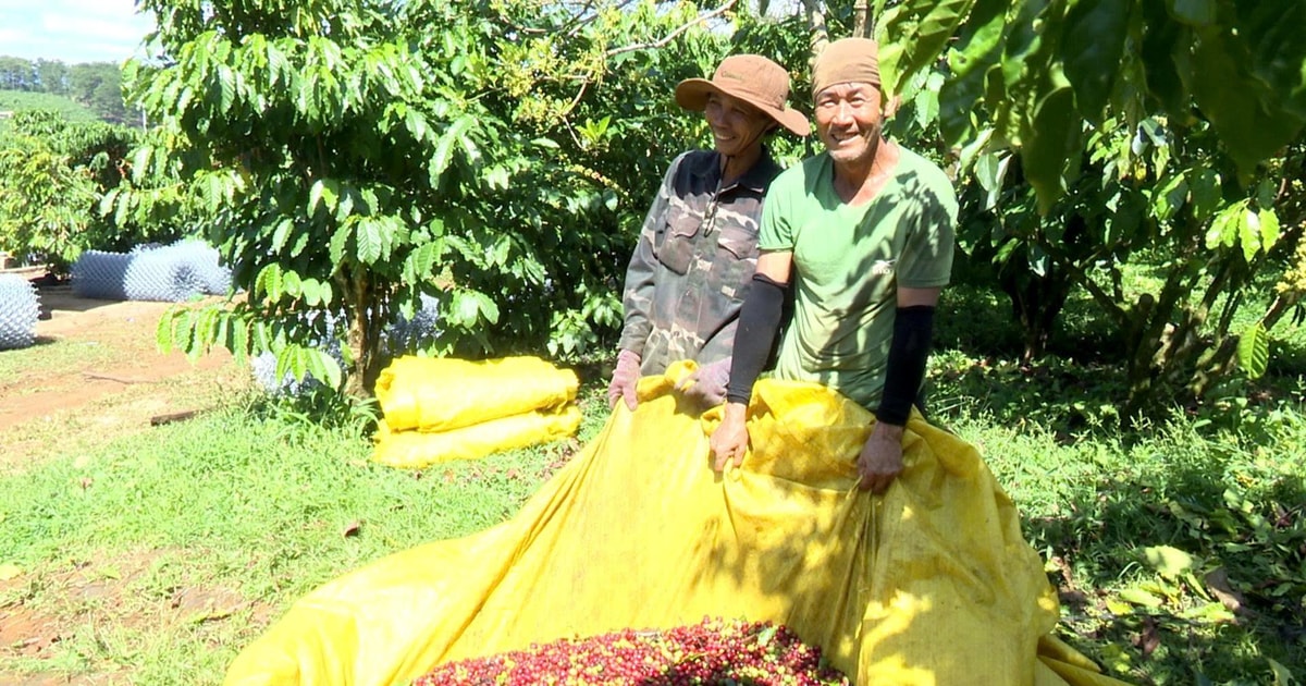 Lâm Ðồng: Khẳng định vị thế “vàng nâu”
