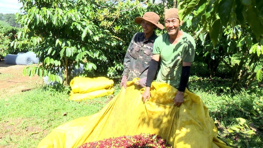 Lâm Ðồng: Khẳng định vị thế “vàng nâu”