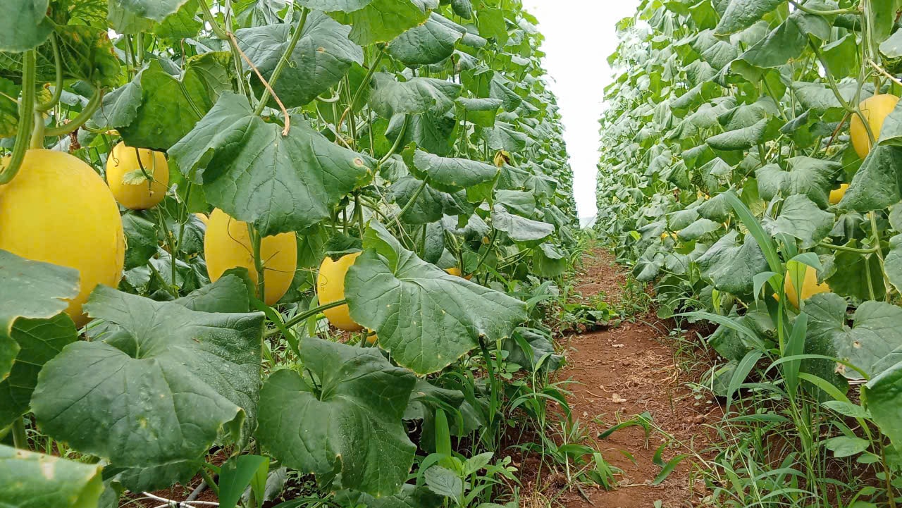 Lâm Đồng: Khi Trà Tân có thêm công nghiệp