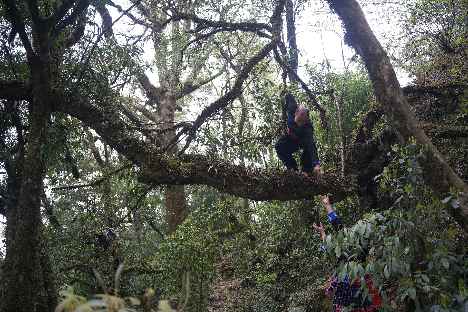 Lai Châu: Tả Lèng phát triển nông nghiệp hàng hóa đặc hữu