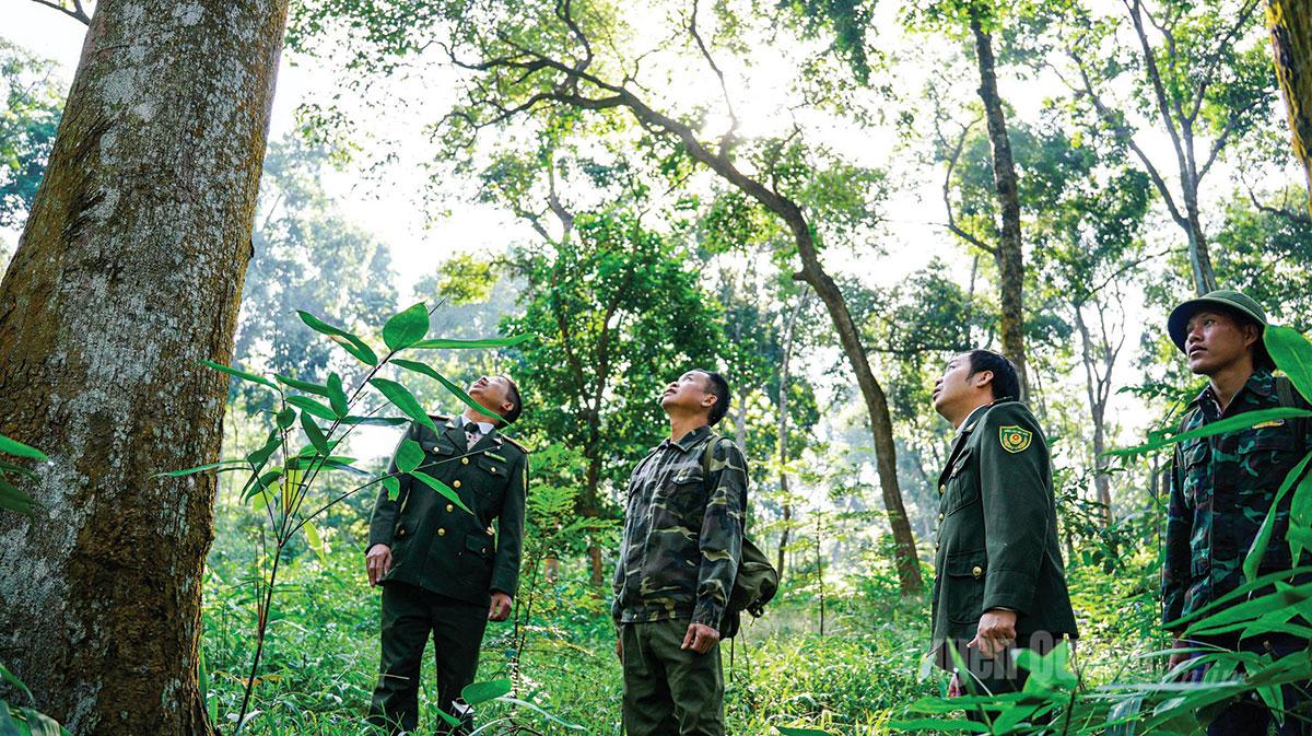 Tuyên Quang: Thầm lặng giữ rừng Tân Trào