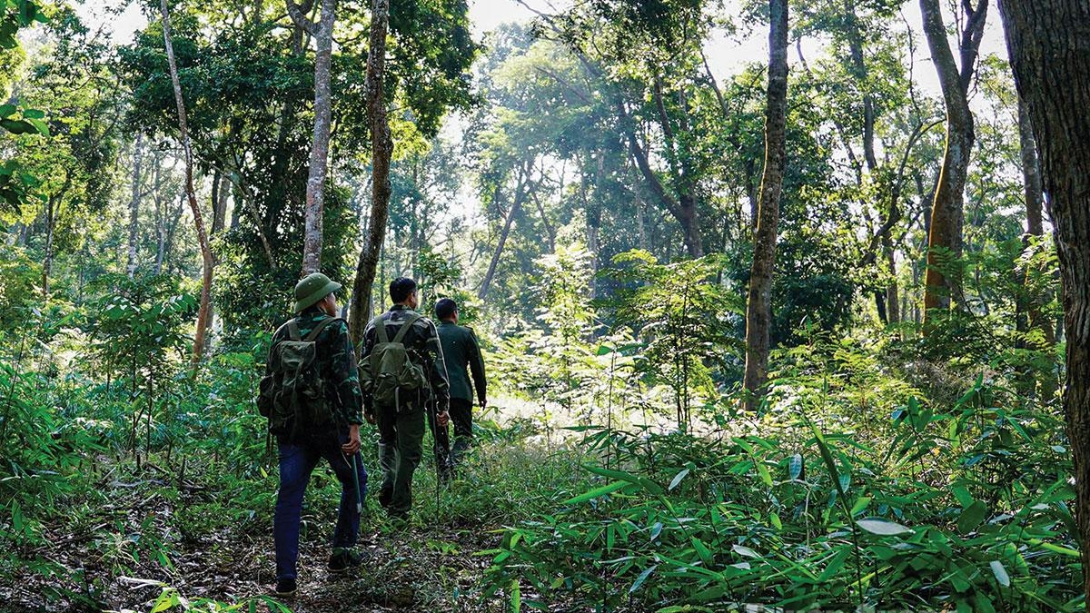 Tuyên Quang: Thầm lặng giữ rừng Tân Trào