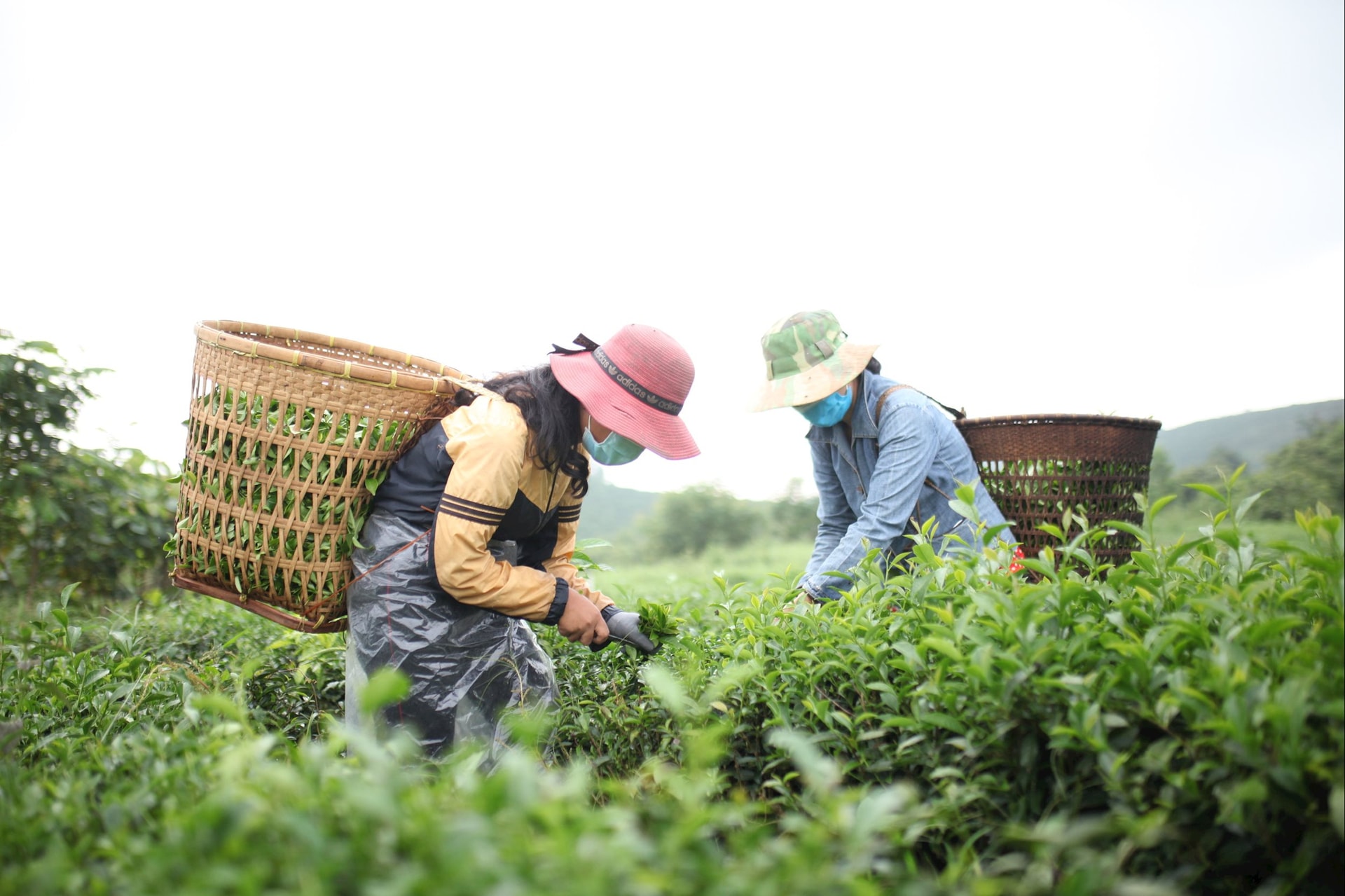 Để hương trà Lâm Đồng bay xa Để hương trà Lâm Đồng bay xa