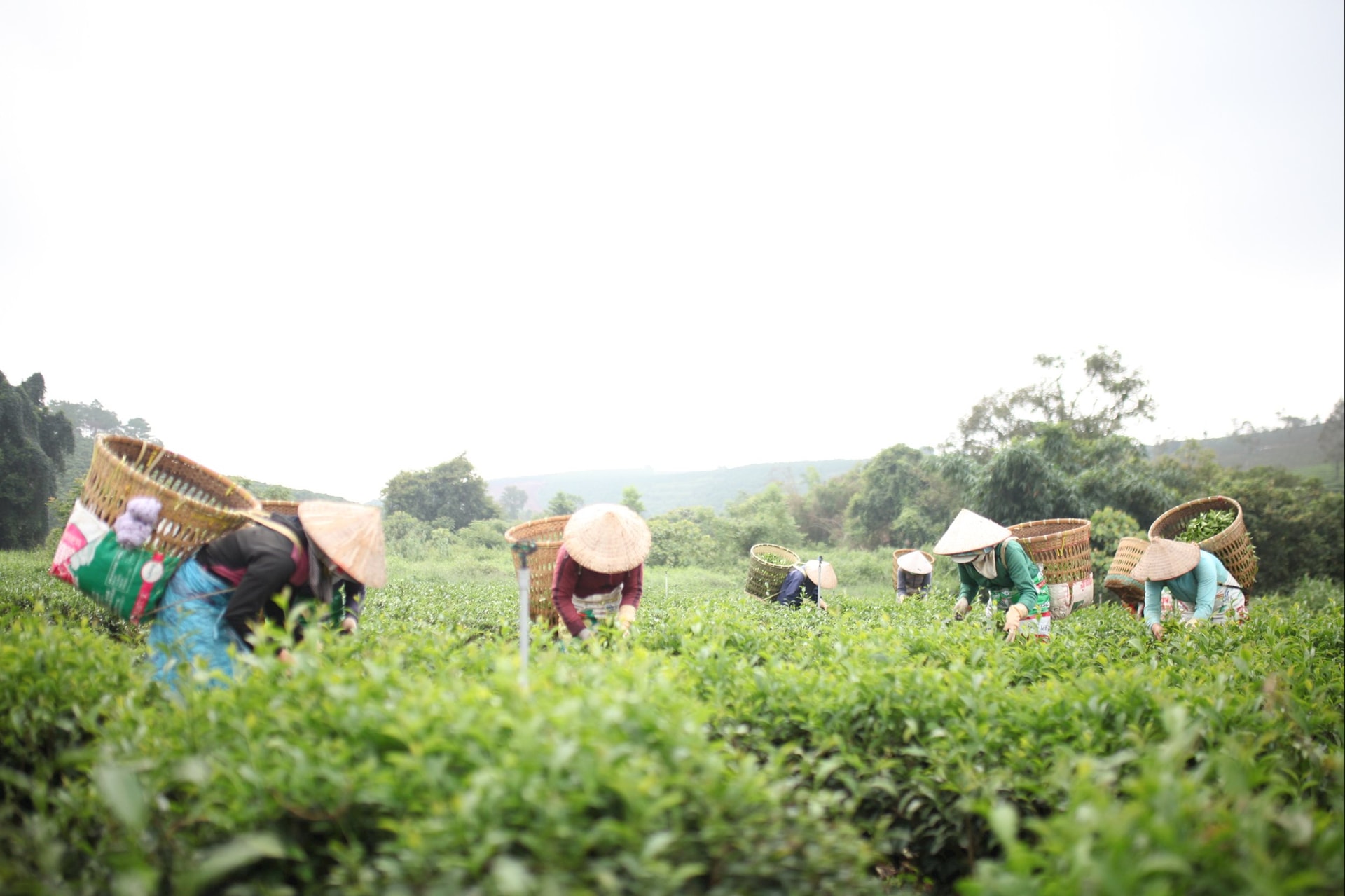 Để hương trà Lâm Đồng bay xa Để hương trà Lâm Đồng bay xa