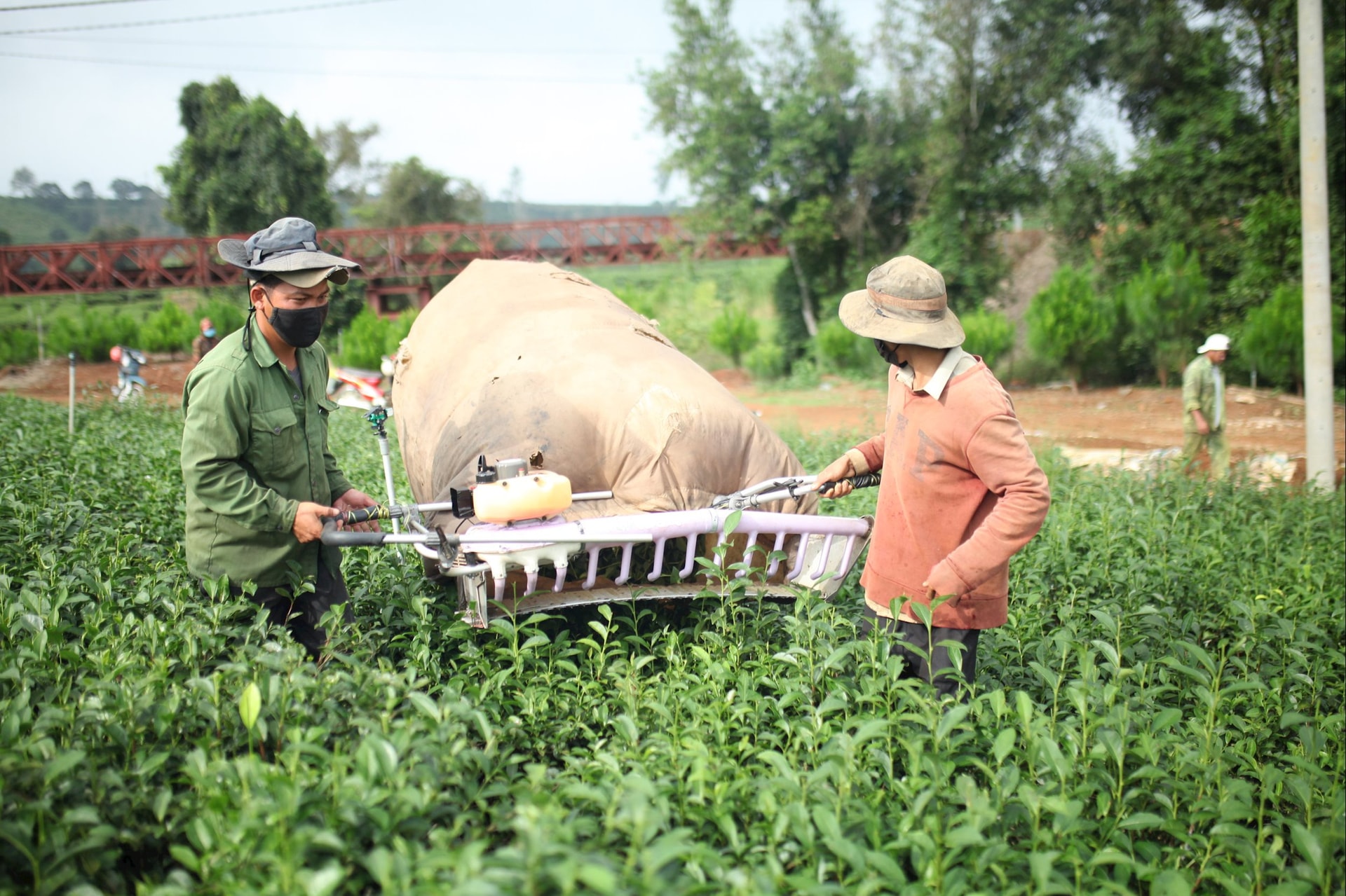 Để hương trà Lâm Đồng bay xa Để hương trà Lâm Đồng bay xa