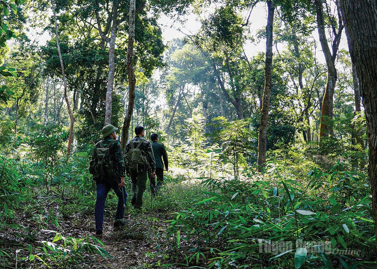 Tuyên Quang: Thầm lặng giữ rừng Tân Trào