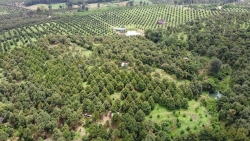 Lâm Đồng: Vùng của “vua” các loại trái cây