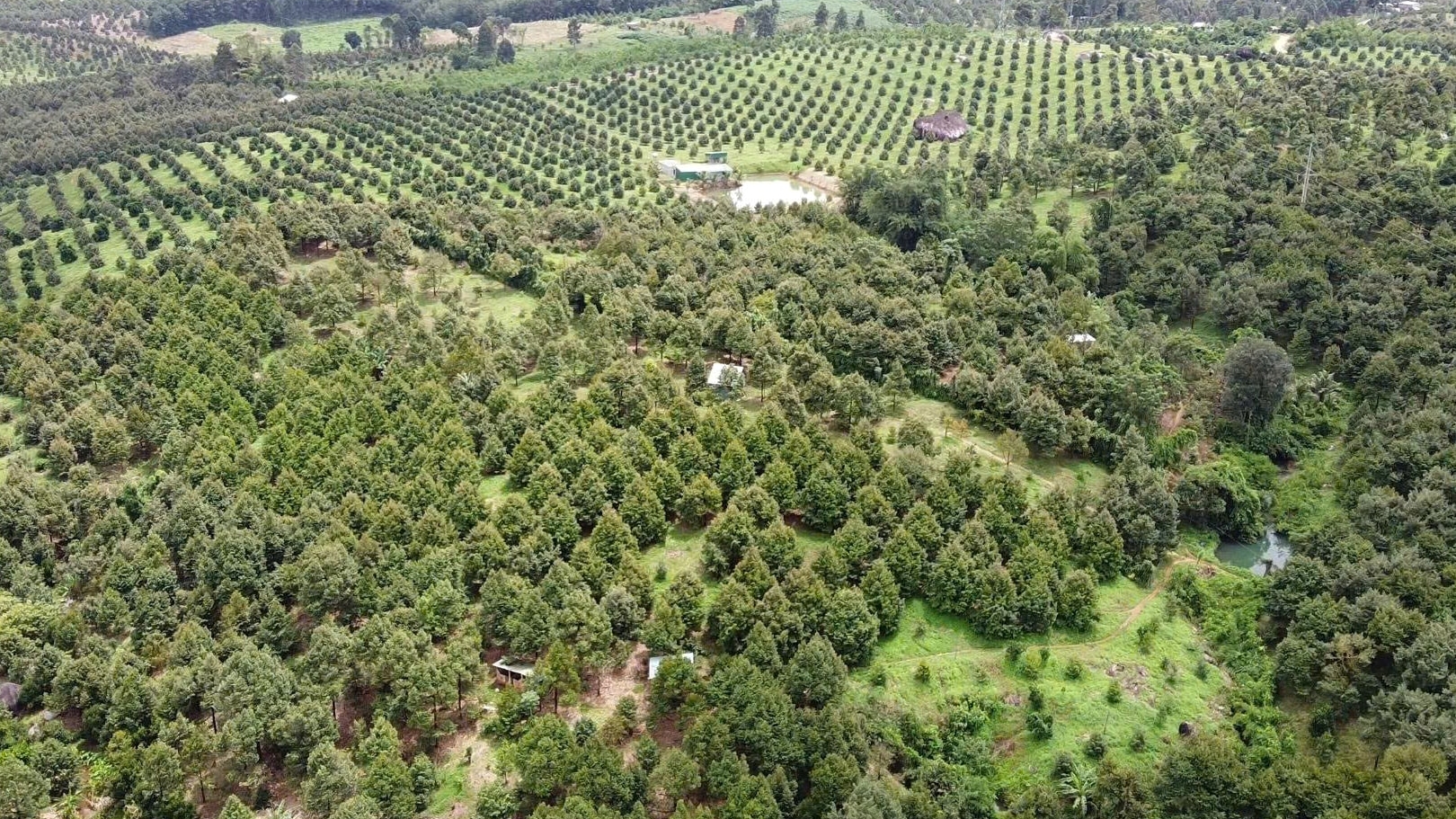 Lâm Đồng: Vùng của “vua” các loại trái cây