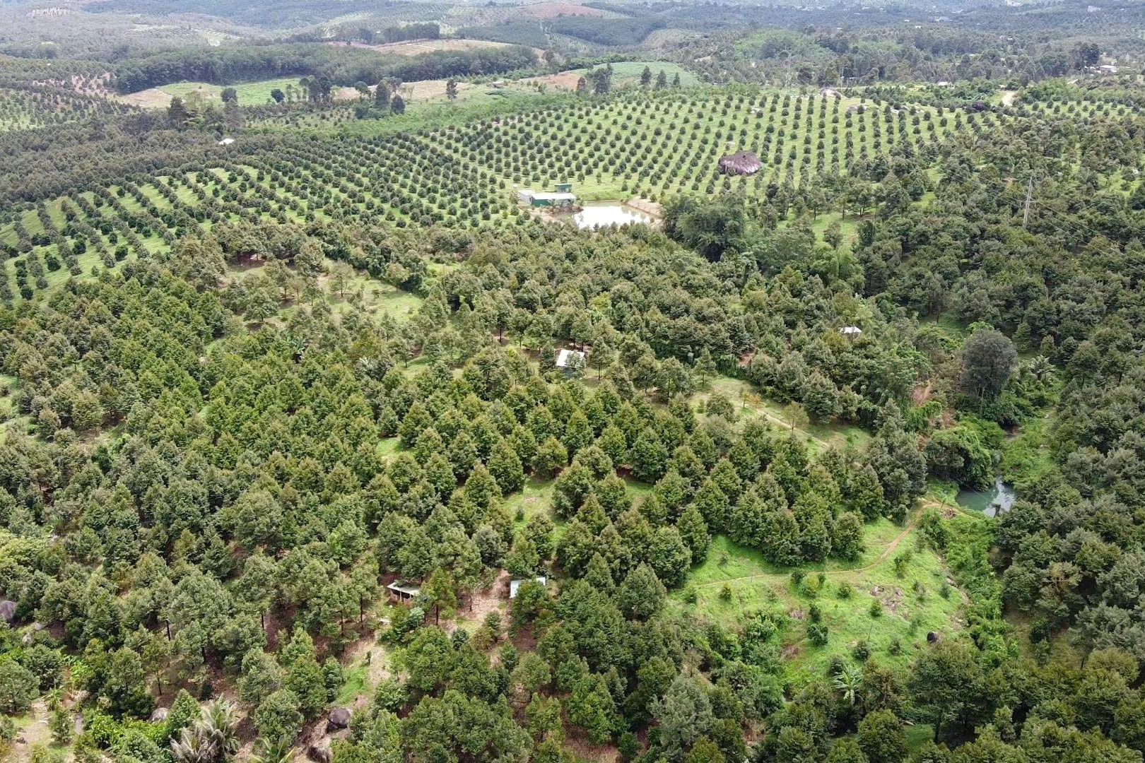 Lâm Đồng: Vùng của “vua” các loại trái cây Lâm Đồng: Vùng của “vua” các loại trái cây