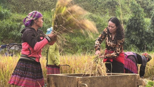 Trổ hoa giữa miền đá sỏi