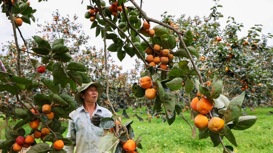 Lâm Đồng: Mùa hồng trĩu nặng nỗi niềm