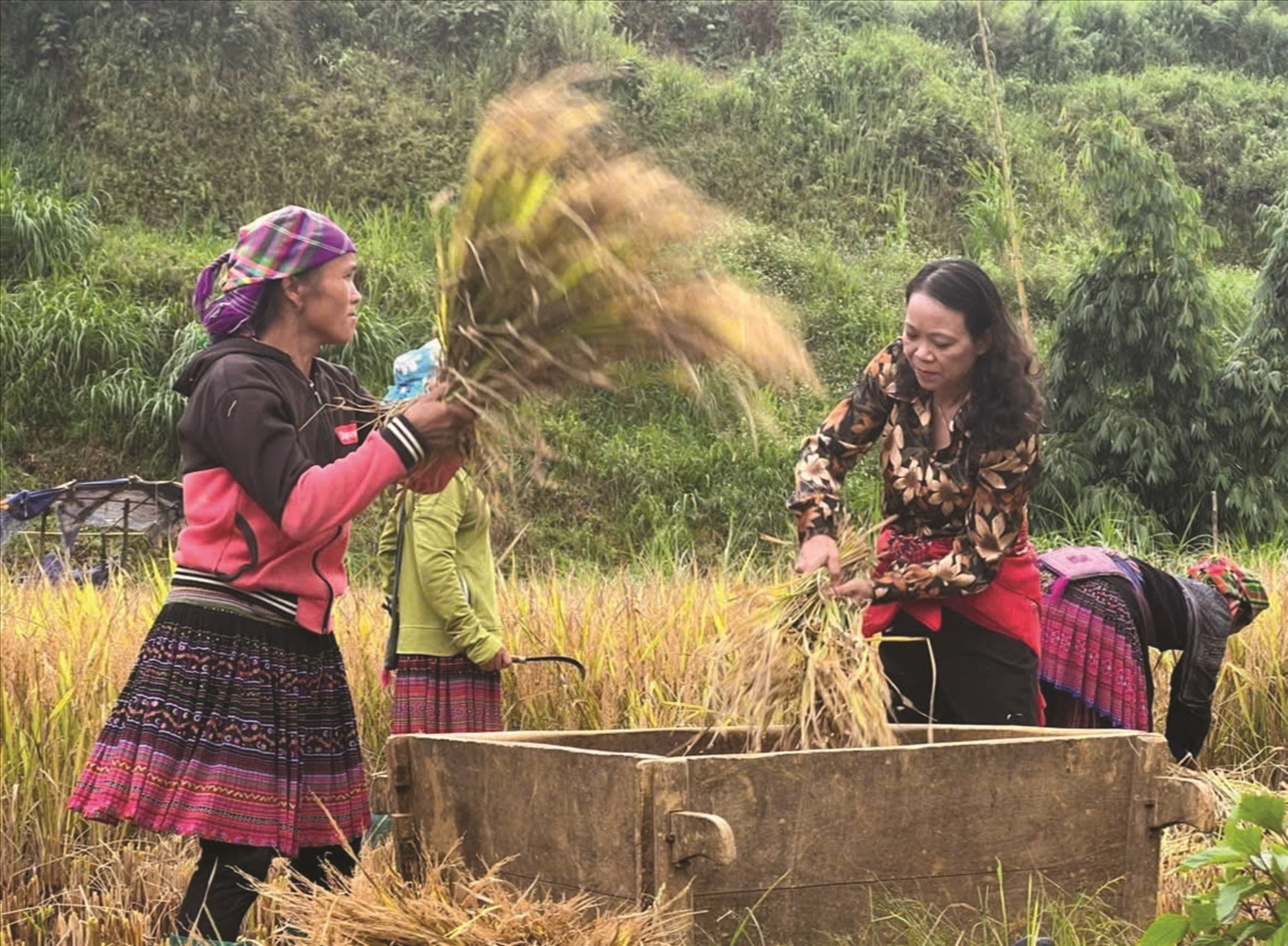 Trổ hoa giữa miền đá sỏi