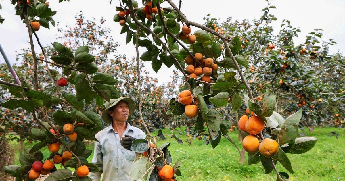 Lâm Đồng: Mùa hồng trĩu nặng nỗi niềm Lâm Đồng: Mùa hồng trĩu nặng nỗi niềm