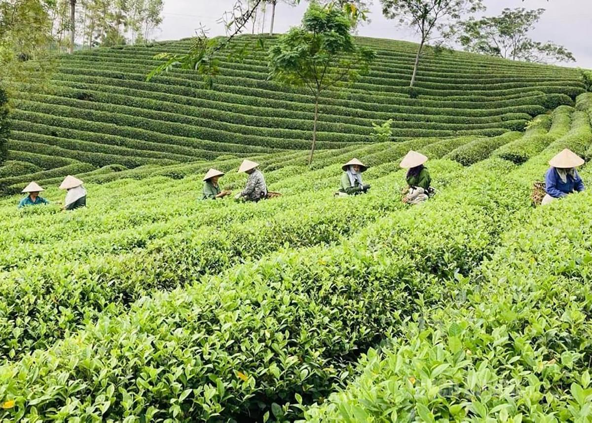 Tuyên Quang: “Vượt bão” thành công