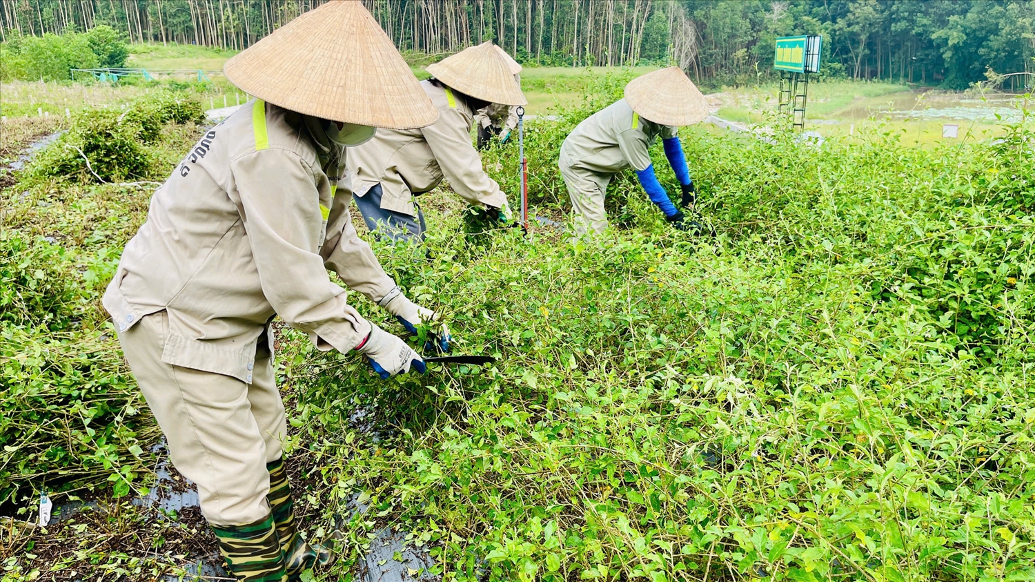 Khơi dậy tiềm năng dược liệu, tạo sinh kế bền vững cho đồng bào miền núi