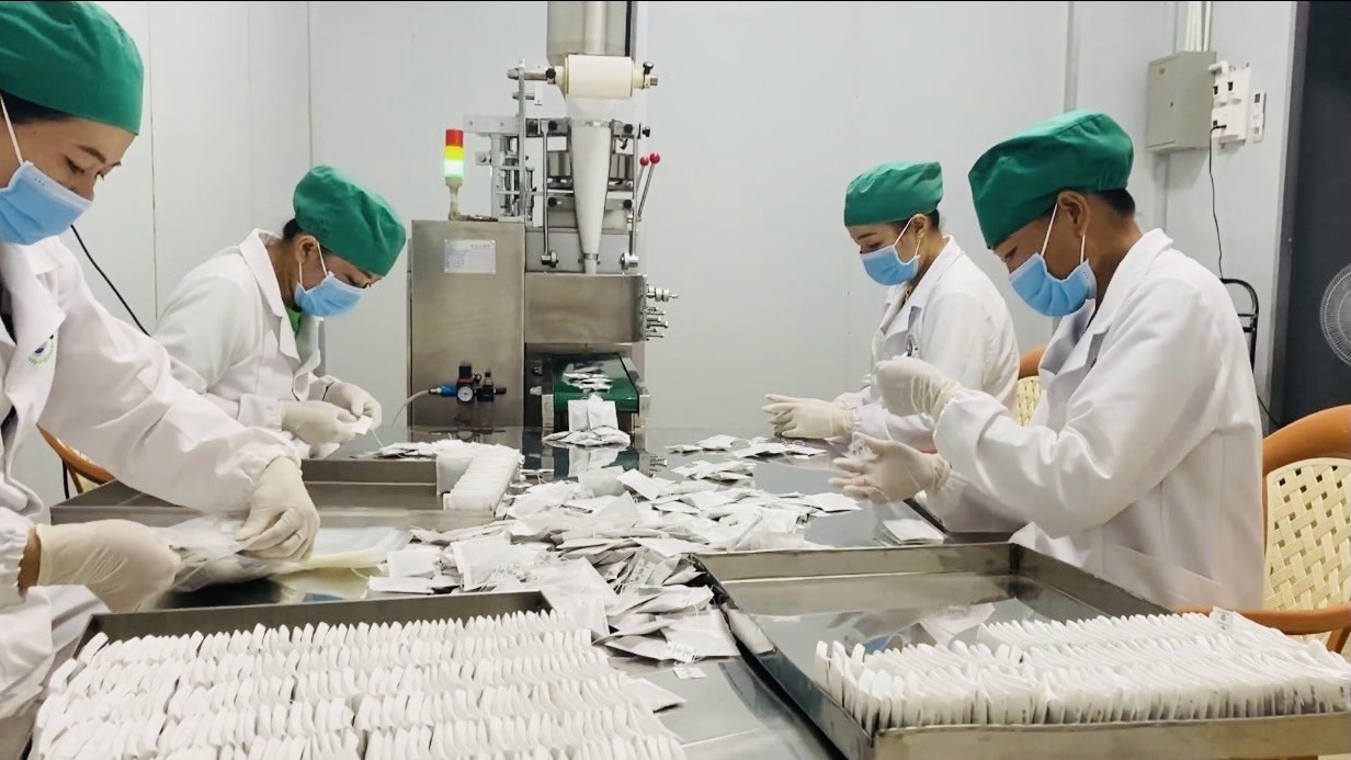 Khơi dậy tiềm năng dược liệu, tạo sinh kế bền vững cho đồng bào miền núi