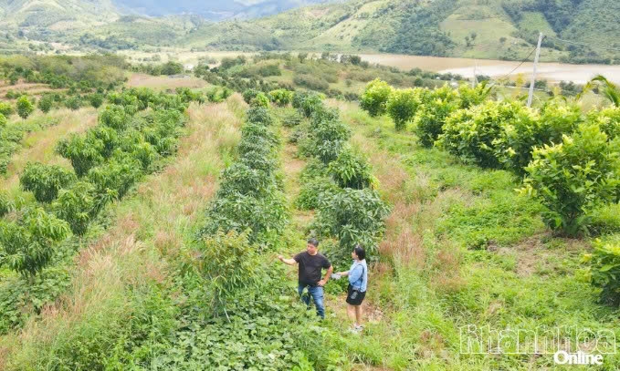 Khánh Hòa: Tiên phong trên vùng đất khó