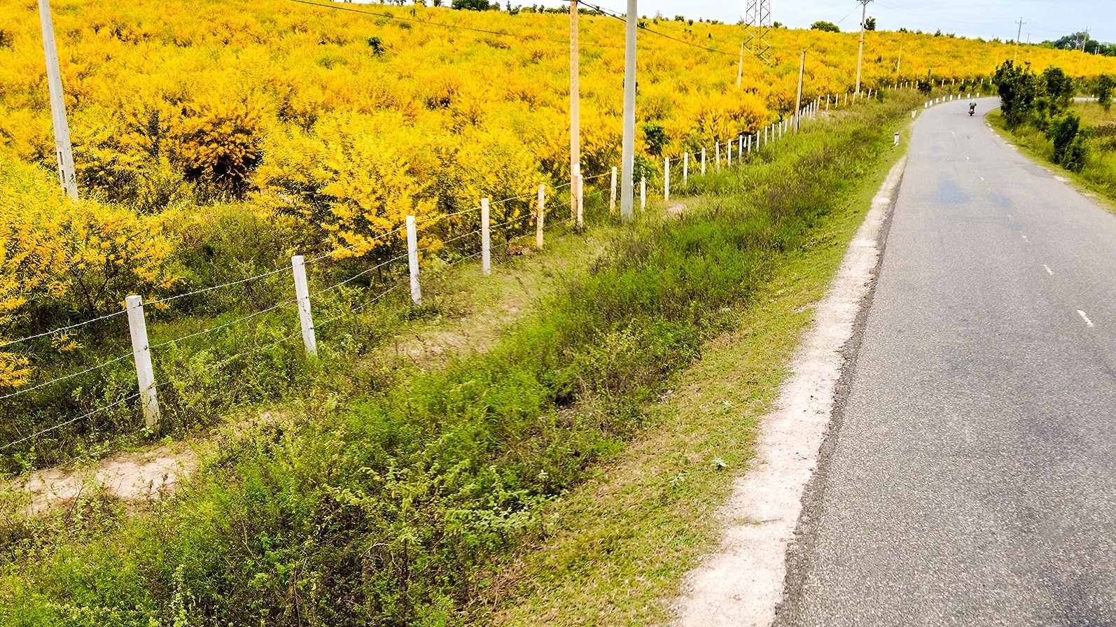 Về Lâm Đồng biển xanh ngắm sắc vàng của rừng tràm