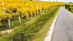 Về Lâm Đồng biển xanh ngắm sắc vàng của rừng tràm