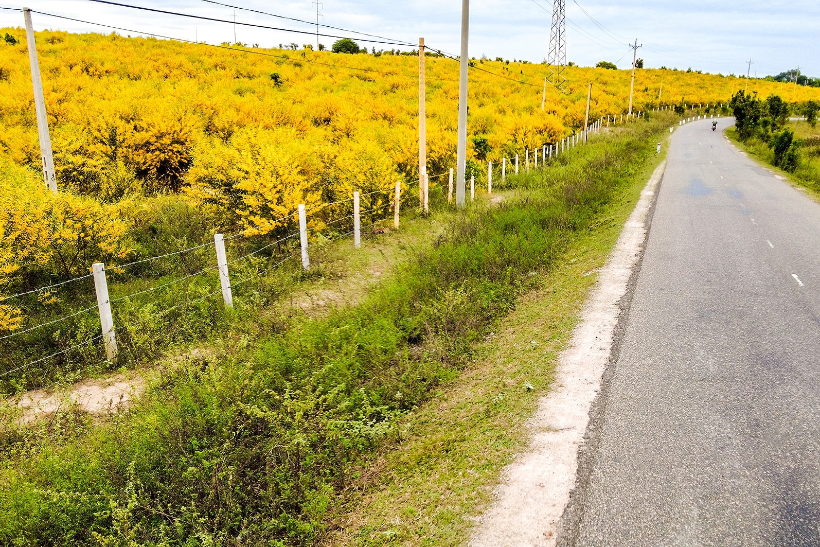 Về Lâm Đồng biển xanh ngắm sắc vàng của rừng tràm Về Lâm Đồng biển xanh ngắm sắc vàng của rừng tràm