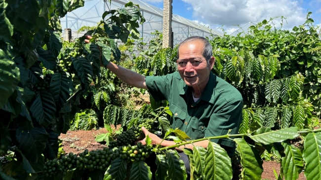 Lâm Đồng: Giữ màu xanh cho rừng