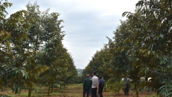 Lâm Đồng: Chuyên canh cây trồng chủ lực - hướng đi mới