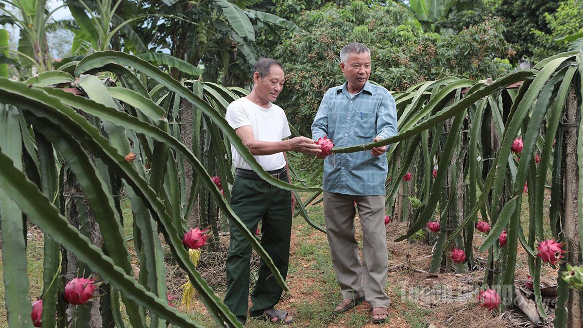 Tuyên Quang: “Trái ngọt” trên hành trình giảm nghèo ở Sơn Thủy