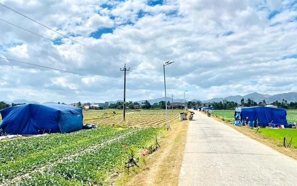 Những chiếc lều tạm là nơi đón năm mới của người trồng dưa hấu