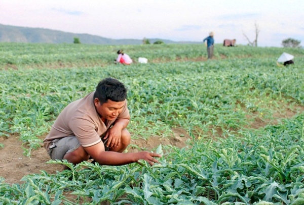 Người dân tất bật bên ruộng dưa với hy vọng vụ mùa bội thu.