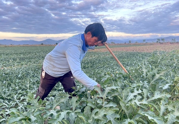 Ông Từ Văn Bé mong vụ dưa đạt năng suất, chất lượng và được thương lái thu mua với giá cao để Tết của gia đình đủ đầy hơn.