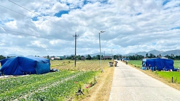 Cánh đồng dưa rộn ràng hơi thở Tết