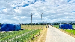 Cánh đồng dưa rộn ràng hơi thở Tết