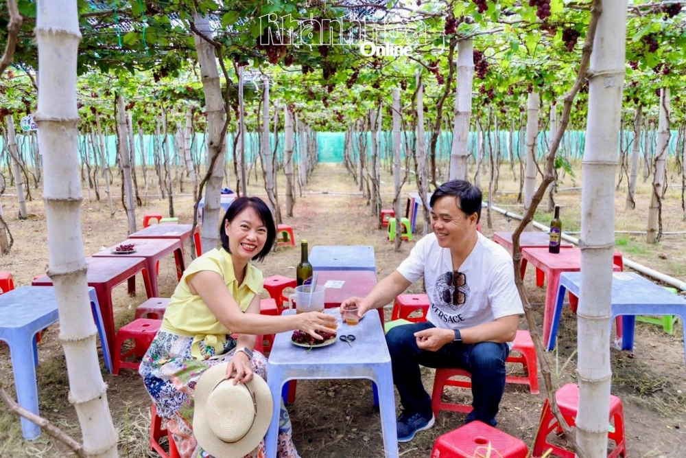 Du khách trải nghiệm thưởng thức nho và đặc sản địa phương tại vườn nho Thái An, điểm đến góp phần đa dạng hành trình du lịch vùng Vĩnh Hy.