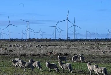Chính quyền bang Victoria đã phê duyệt dự án Warracknabeal Energy Park, một dự án điện gió công suất hơn 1,5 GW, bao gồm 219 turbine và hai hệ thống lưu trữ năng lượng bằng pin. (Ảnh: ABC)