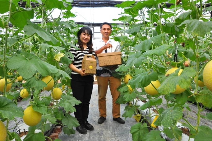 Du khách trải nghiệm hái dưa lưới tại vườn